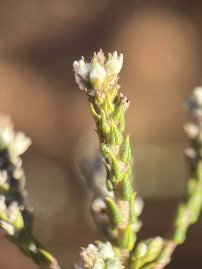 Phylica cuspidata var. cuspidata photo 2