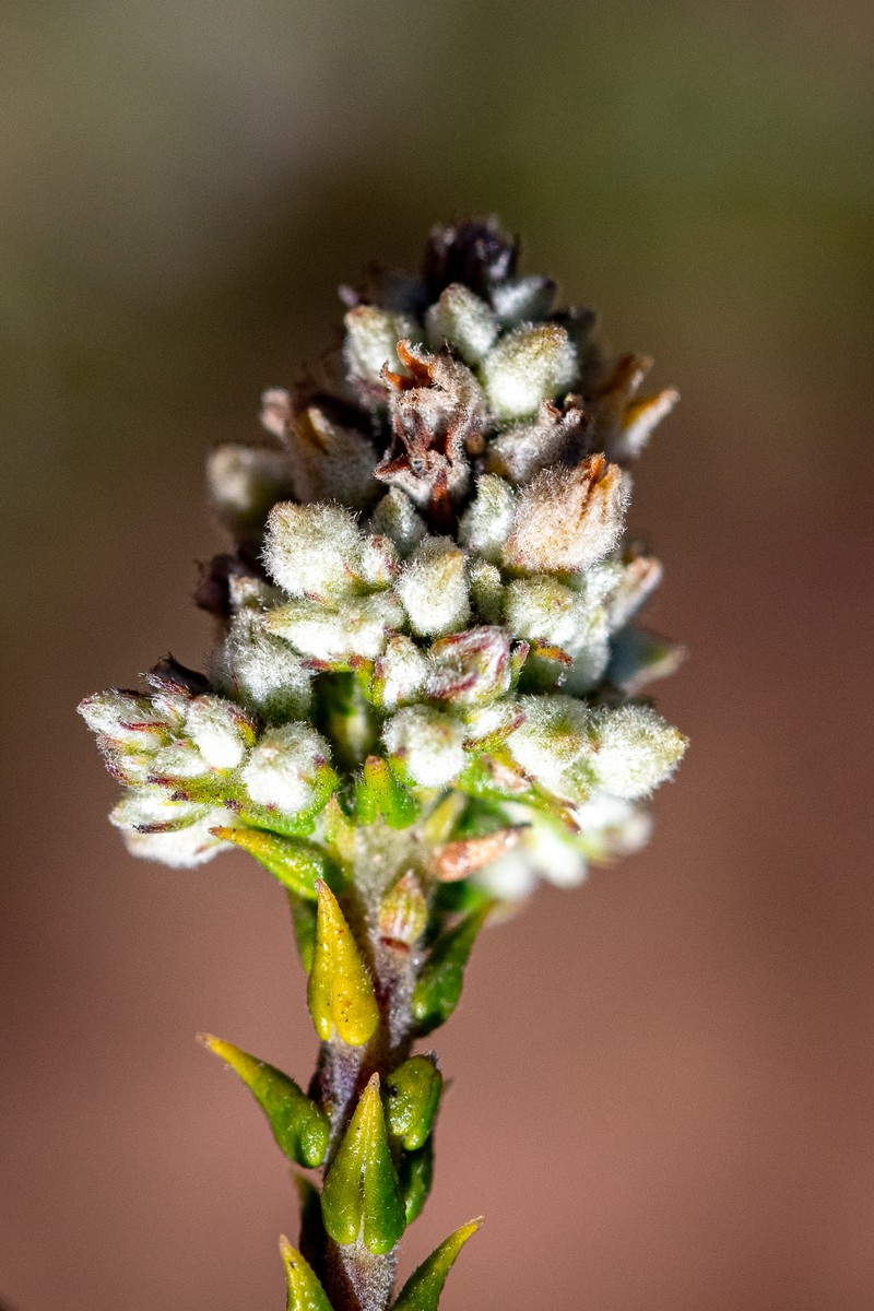 Phylica cuspidata var. cuspidata photo 3
