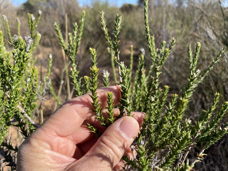 Phylica cuspidata var. cuspidata photo 4
