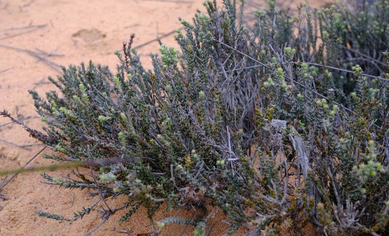 Phylica cuspidata var. minor