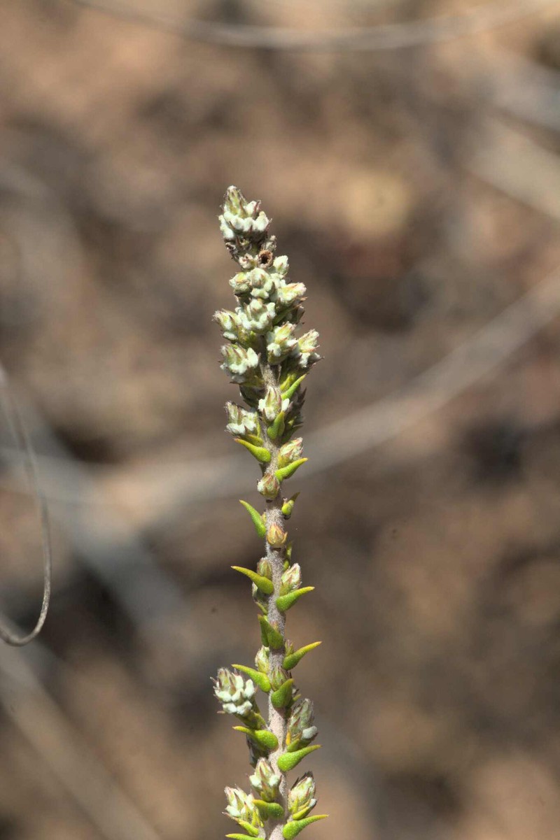 Phylica cuspidata var. minor photo 2