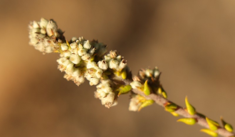 Phylica cuspidata var. minor photo 3