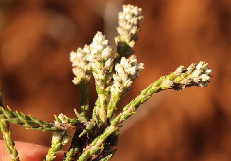 Phylica cuspidata var. minor photo 4