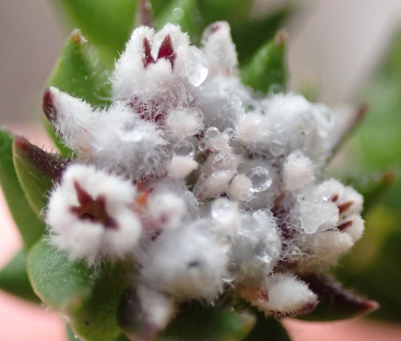 Phylica debilis var. debilis