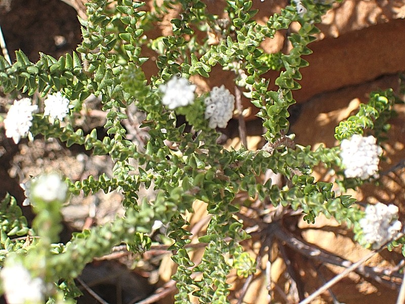 Phylica debilis var. debilis photo 2
