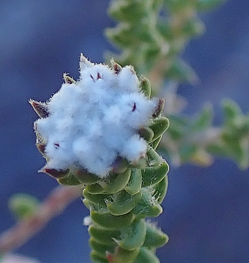 Phylica debilis var. debilis photo 3