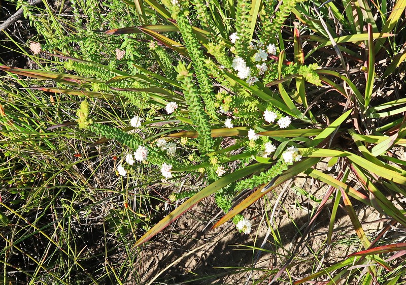 Phylica debilis var. debilis photo 4