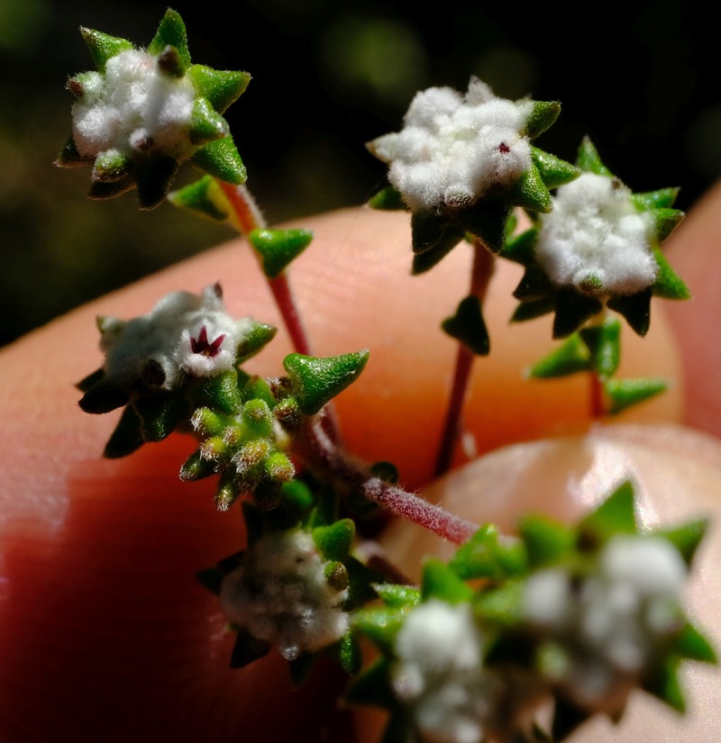 Phylica debilis var. fourcadei
