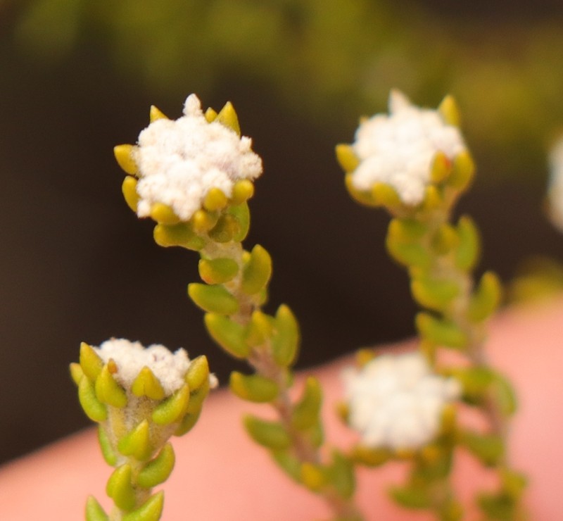 Phylica debilis var. fourcadei photo 2