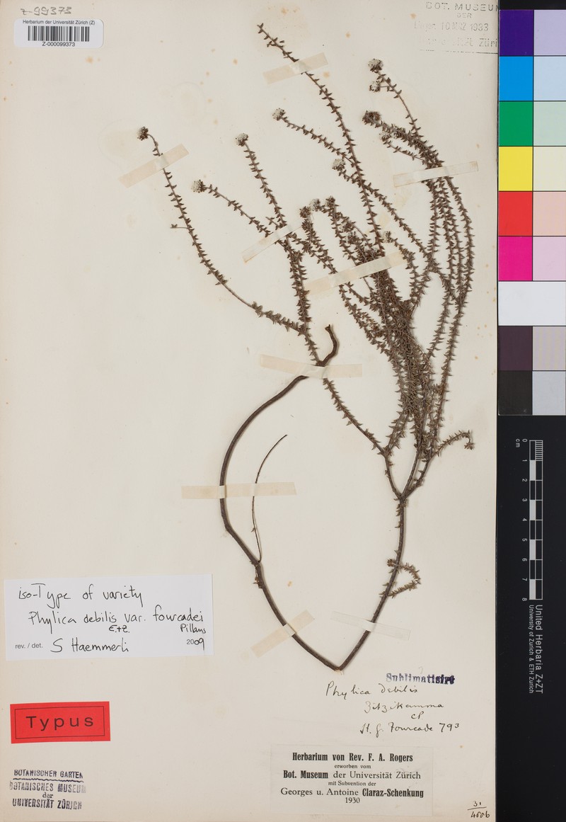 Phylica debilis var. fourcadei photo 3