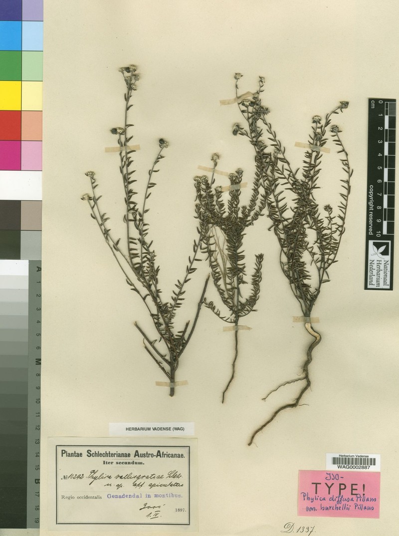 Phylica diffusa var. burchellii
