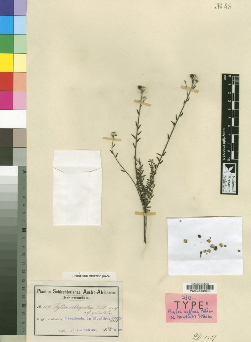 Phylica diffusa var. burchellii photo 2