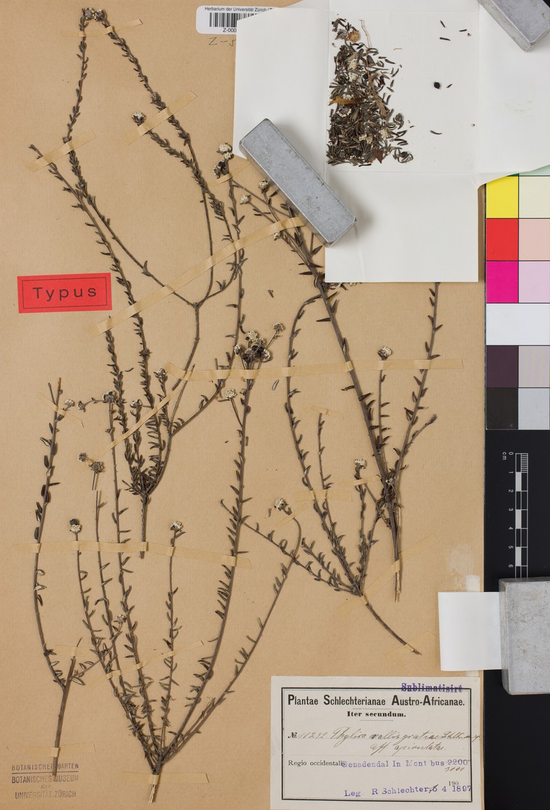 Phylica diffusa var. burchellii photo 3