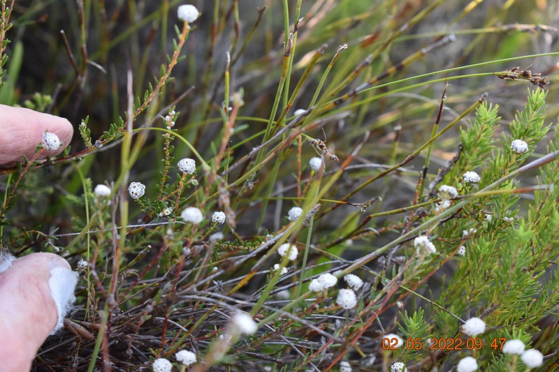 Phylica disticha var. disticha