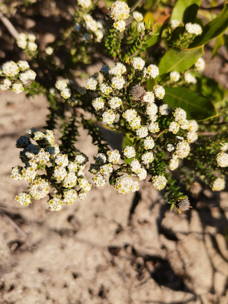 Phylica ericoides var. ericoides photo 2