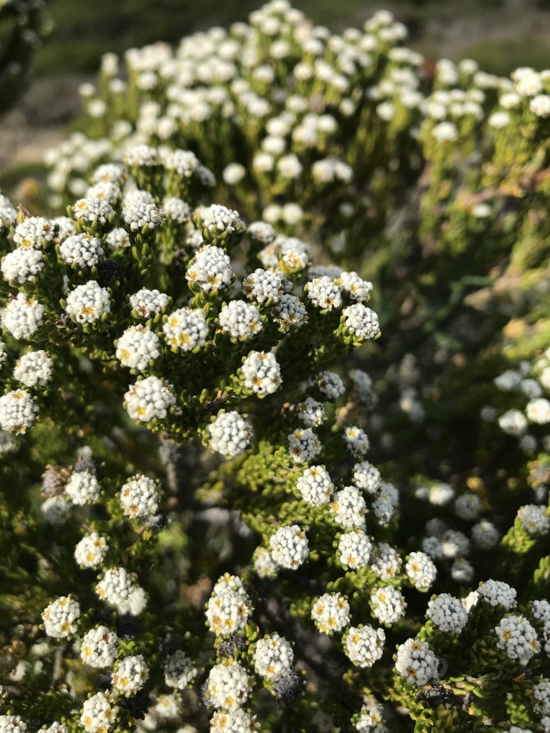 Phylica ericoides var. ericoides photo 3