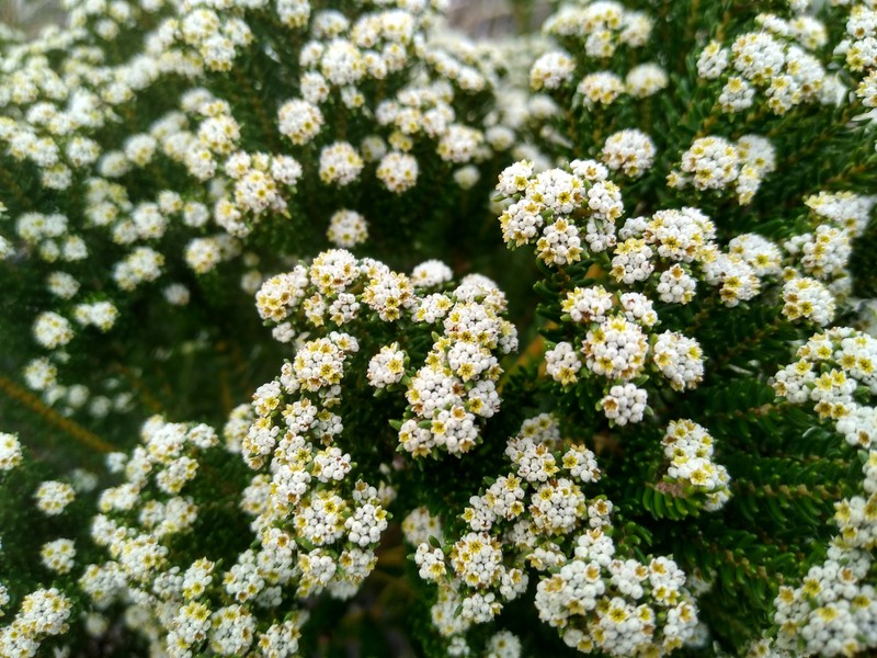 Phylica ericoides var. ericoides photo 4