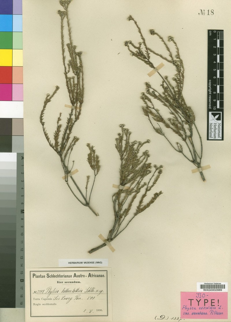 Phylica ericoides var. montana