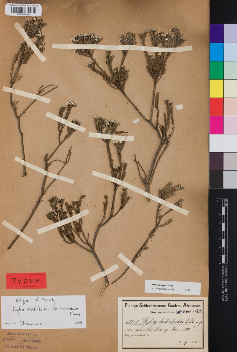 Phylica ericoides var. montana photo 2