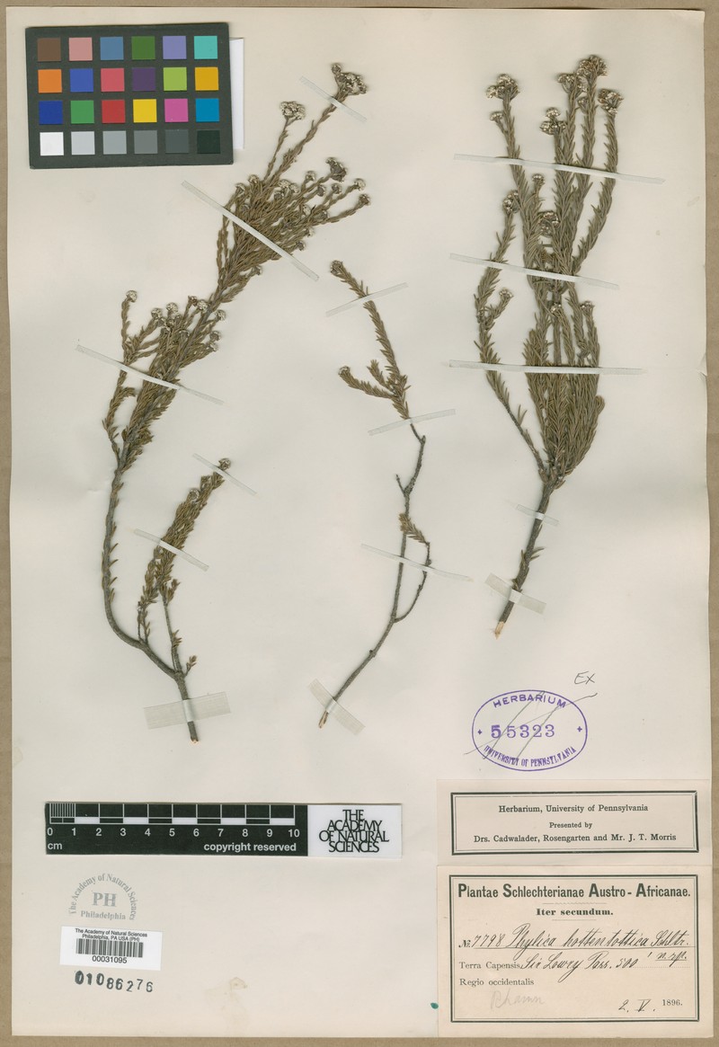 Phylica ericoides var. montana photo 3