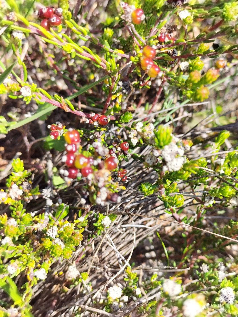 Phylica ericoides var. muirii
