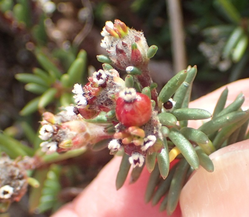 Phylica ericoides var. muirii photo 2