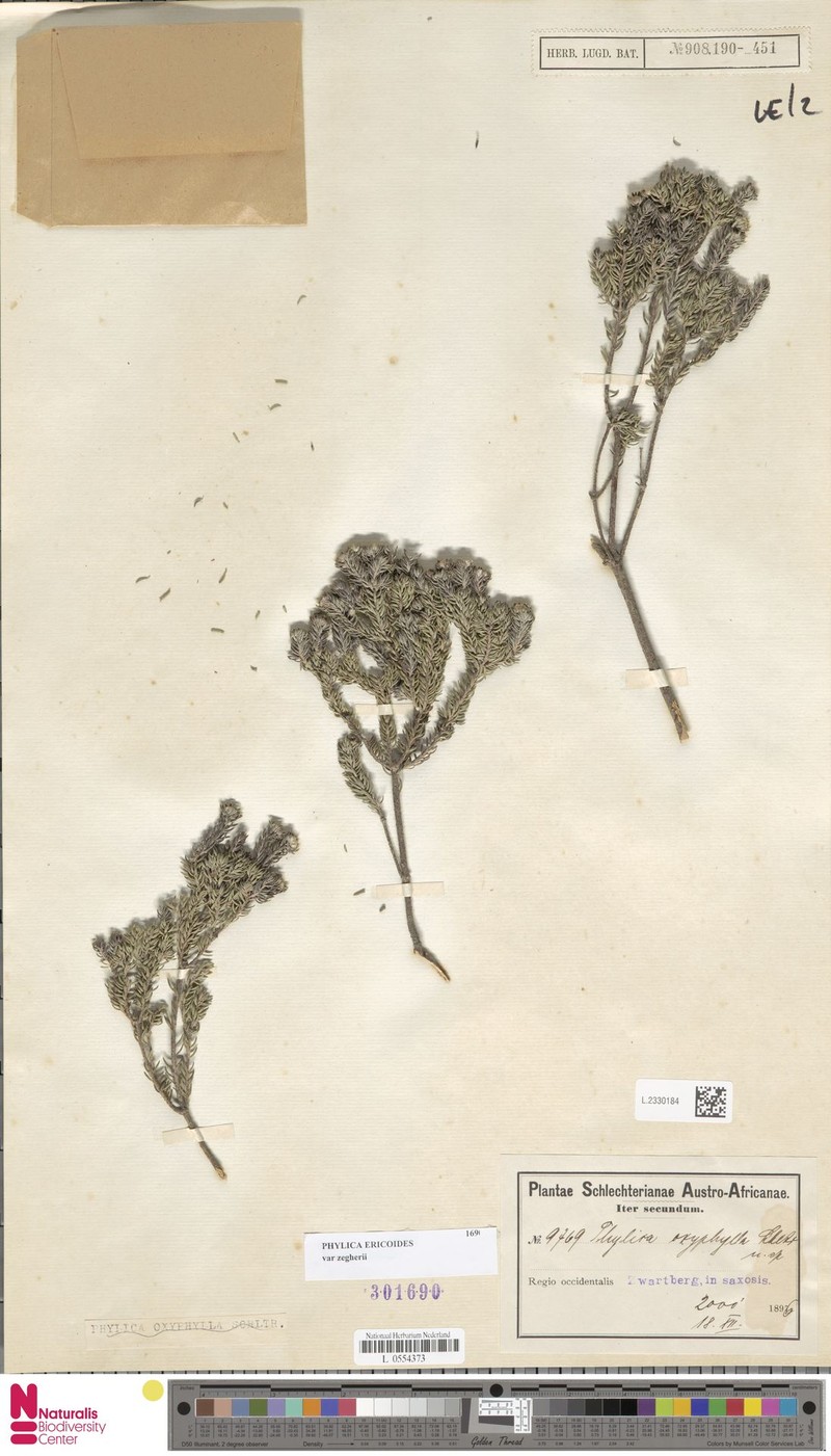 Phylica ericoides var. zeyheri