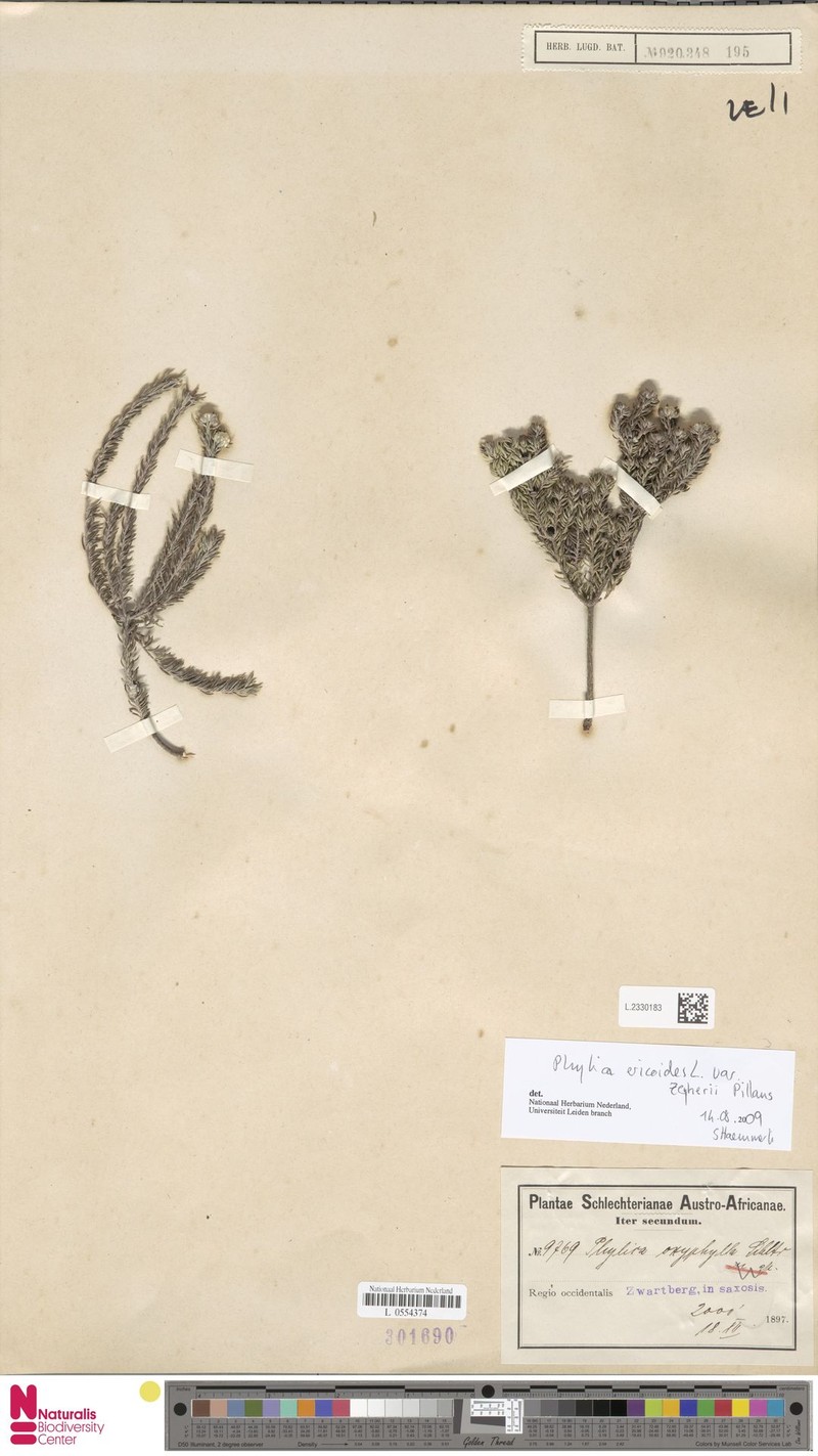 Phylica ericoides var. zeyheri photo 2