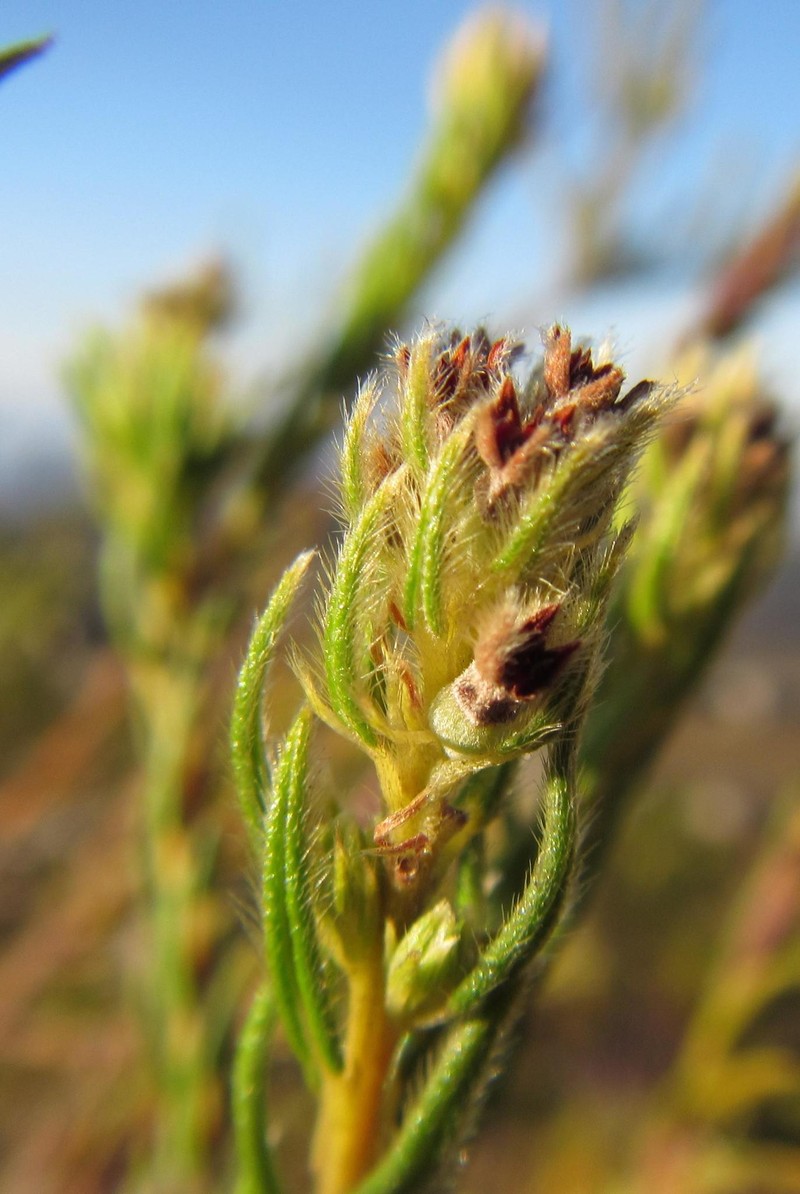 Phylica excelsa var. papillosa