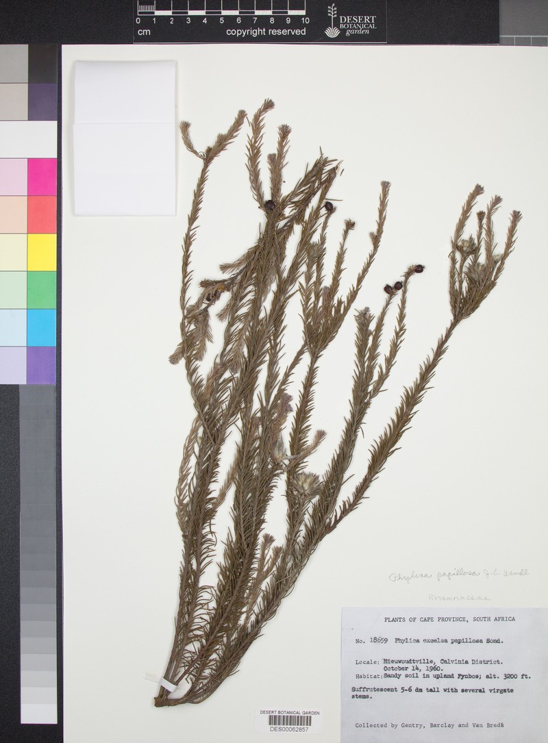 Phylica excelsa var. papillosa photo 3