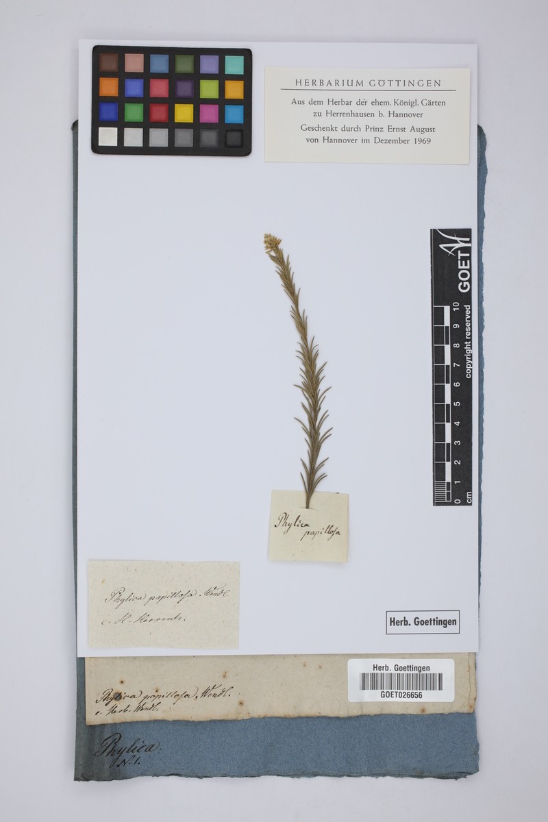 Phylica excelsa var. papillosa photo 4