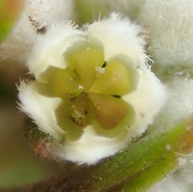 Phylica imberbis var. eriophoros
