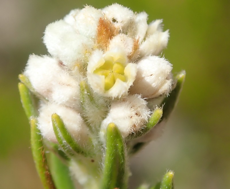 Phylica imberbis var. eriophoros photo 2