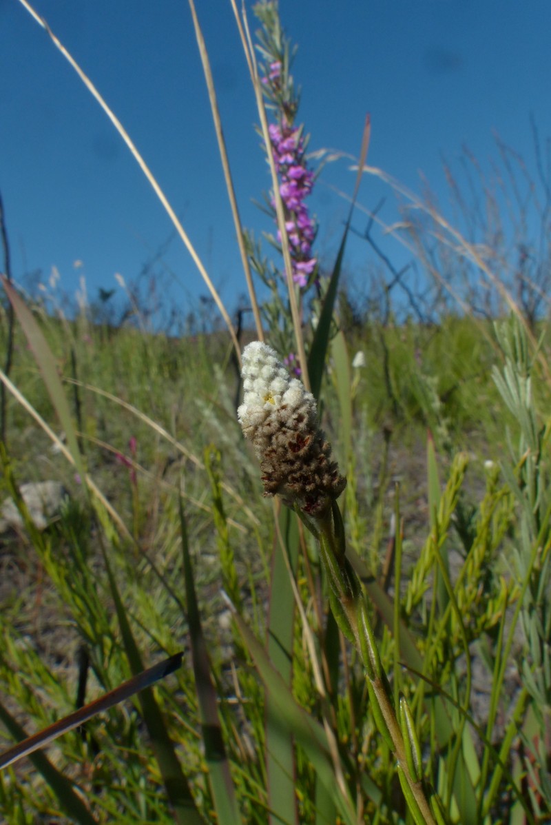 Phylica imberbis var. eriophoros photo 3