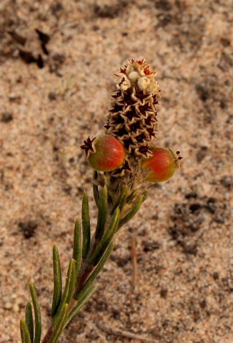 Phylica imberbis var. eriophoros photo 4