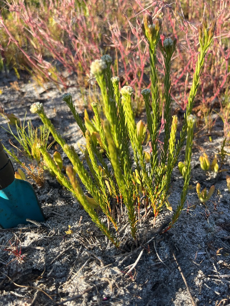 Phylica imberbis var. imberbis