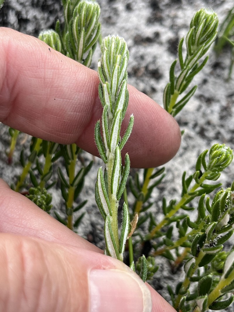 Phylica imberbis var. imberbis photo 2