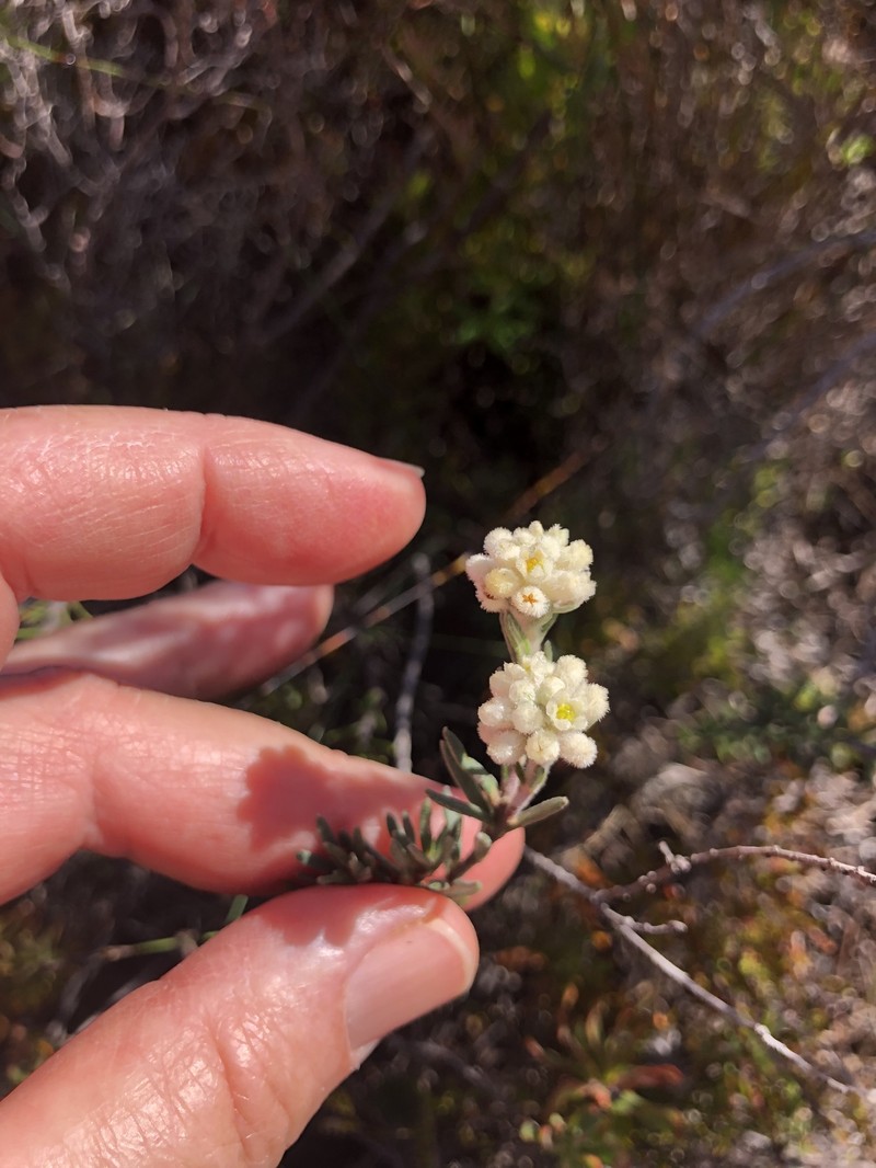 Phylica imberbis var. imberbis photo 3