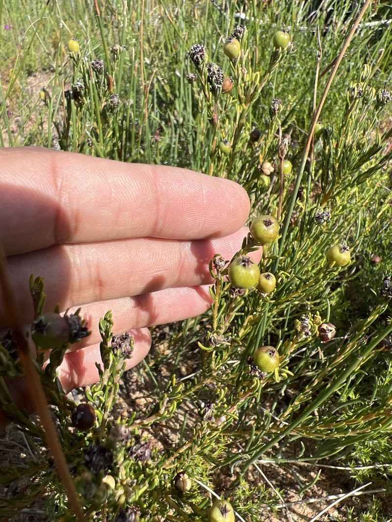 Phylica imberbis var. imberbis photo 4