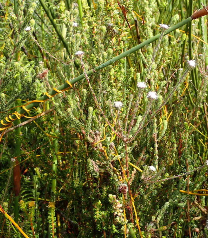 Phylica keetii var. keetii