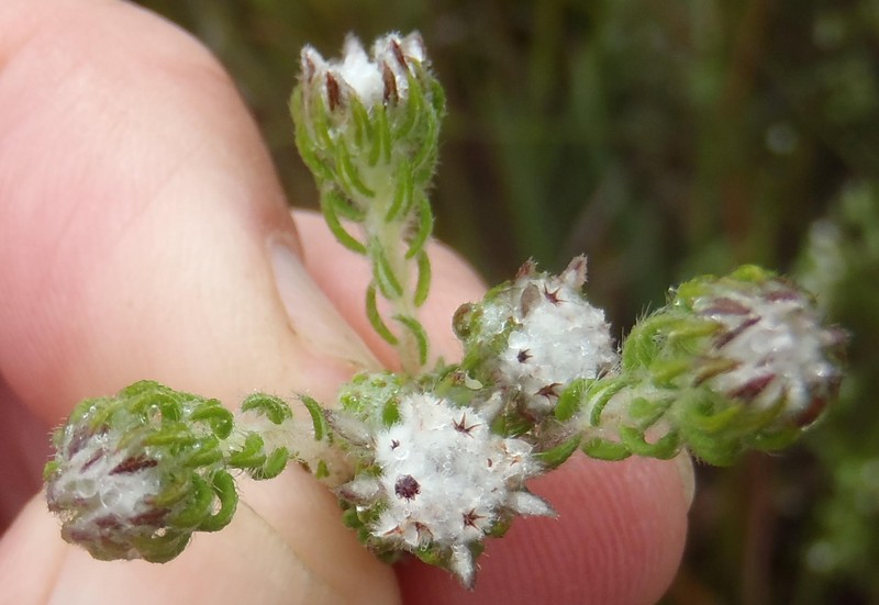 Phylica keetii var. keetii photo 2