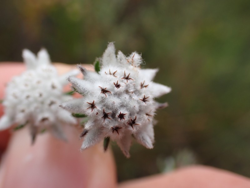 Phylica keetii var. mollis
