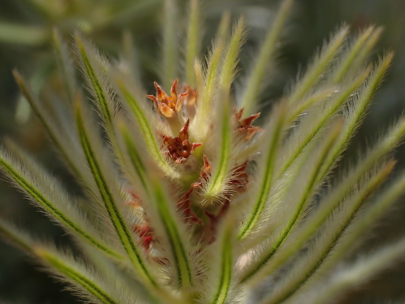 Phylica plumosa var. horizontalis