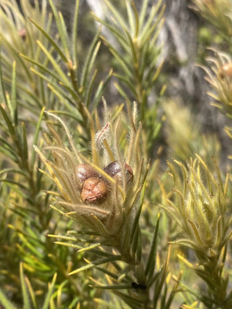 Phylica plumosa var. horizontalis photo 2