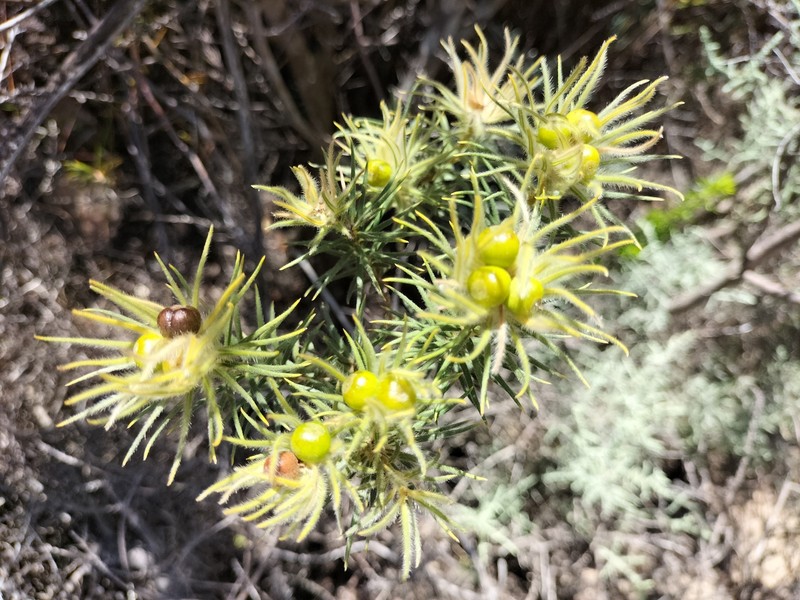 Phylica plumosa var. horizontalis photo 3
