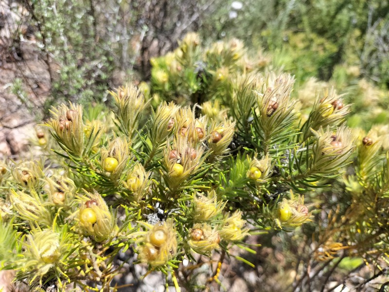 Phylica plumosa var. horizontalis photo 4