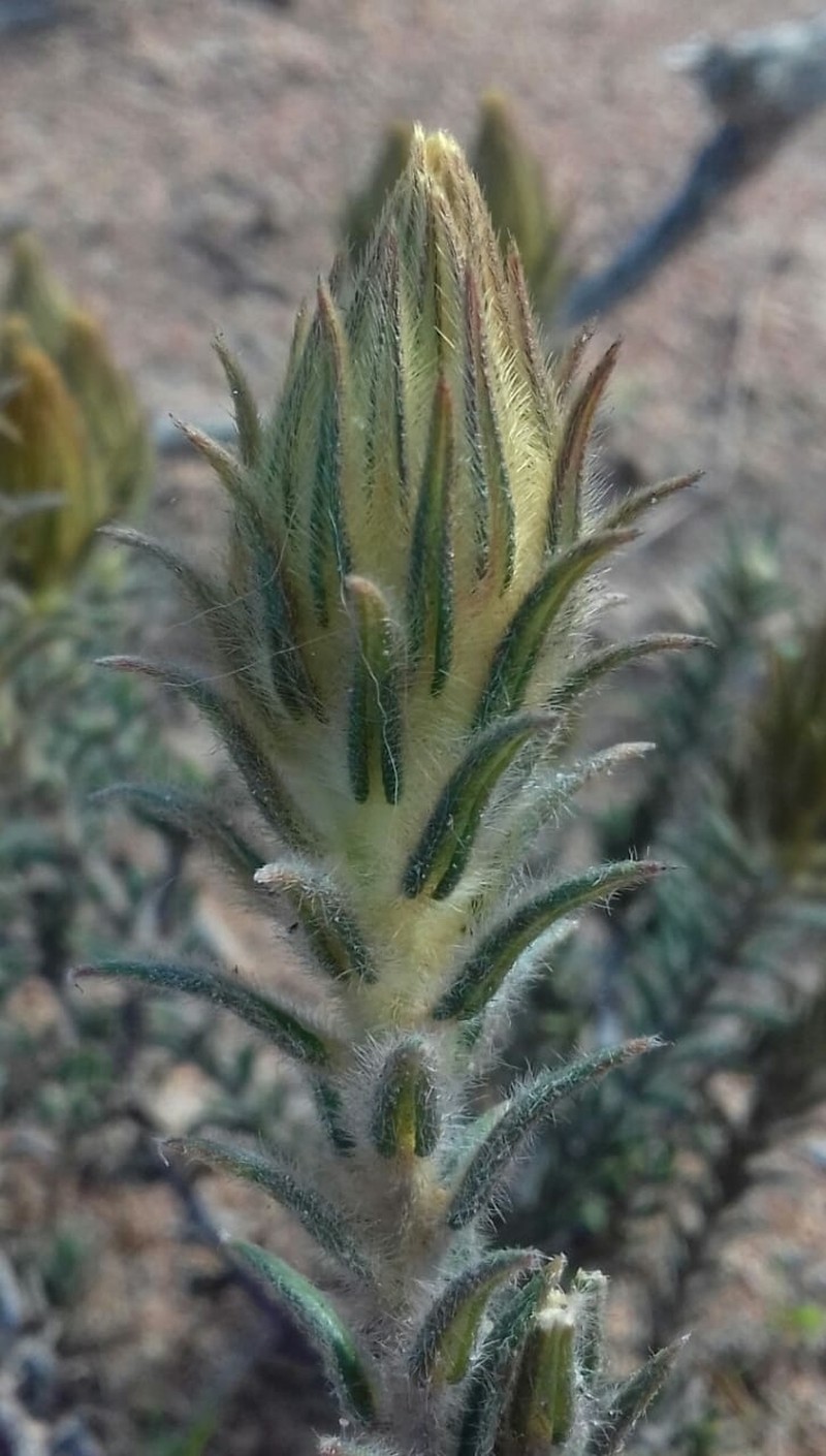 Phylica plumosa var. plumosa