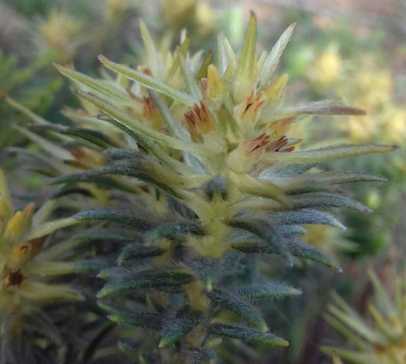 Phylica plumosa var. plumosa photo 2