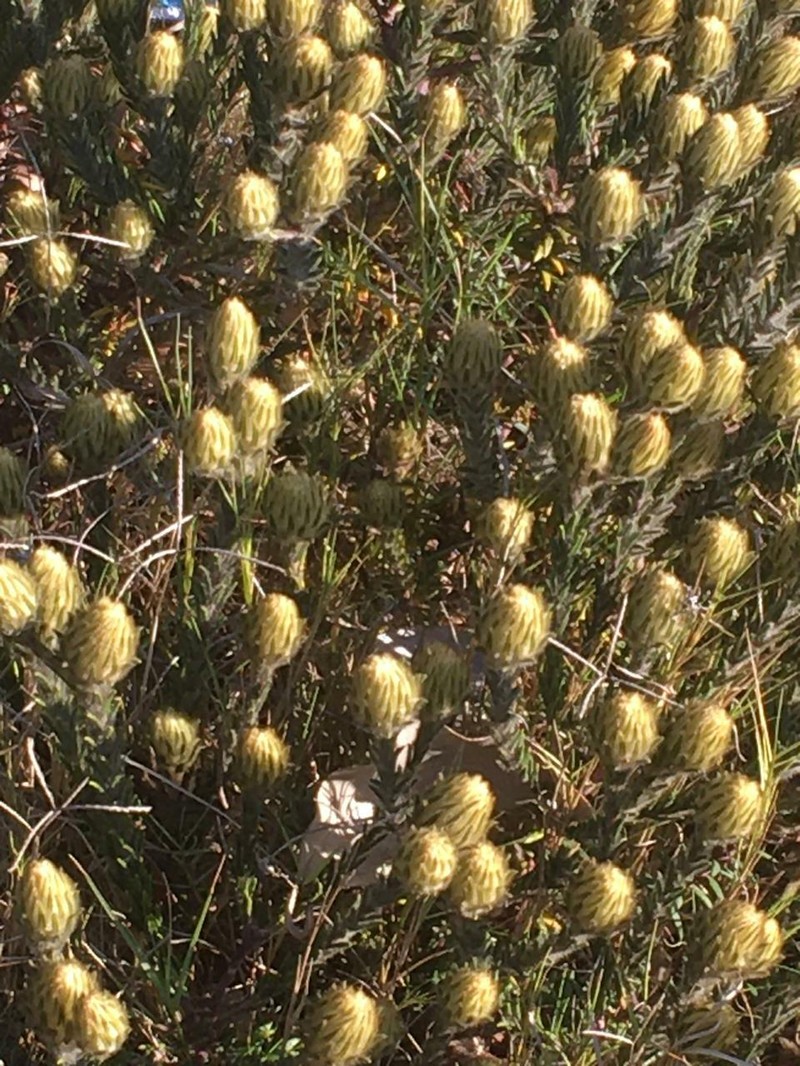 Phylica plumosa var. plumosa photo 3