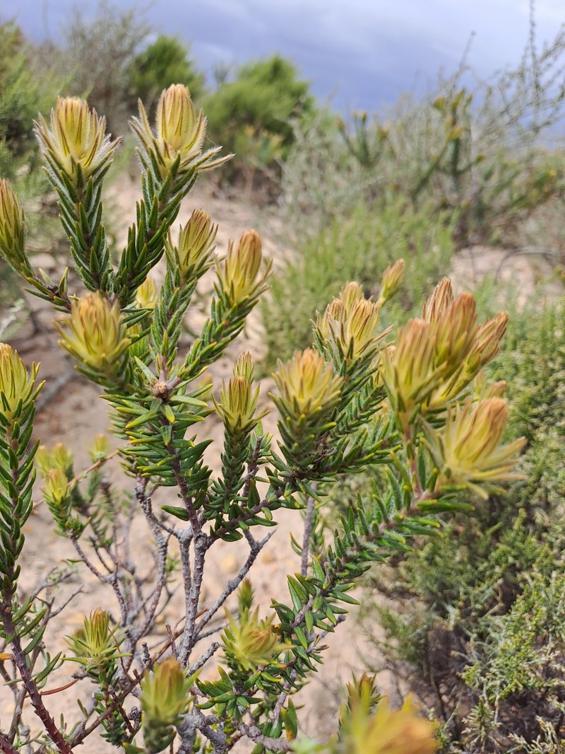 Phylica plumosa var. plumosa photo 4